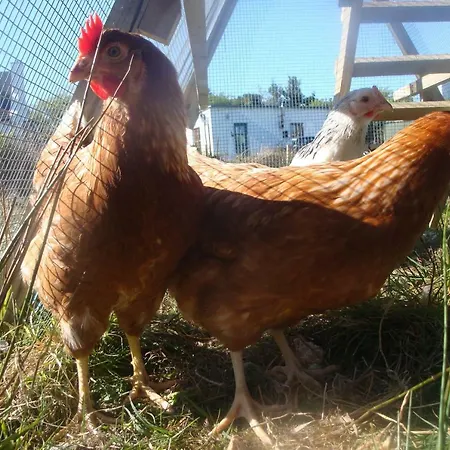 別荘 Bunkhouse - Farm レターフラック