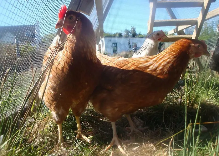 Hébergement de vacances Bunkhouse - Farm Letterfrack