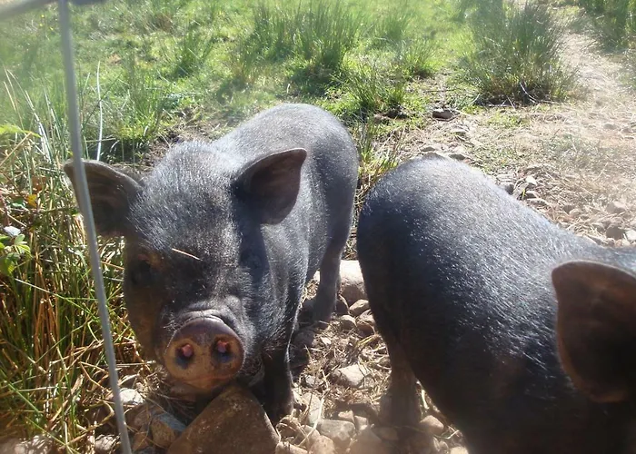 Hébergement de vacances Bunkhouse - Farm *